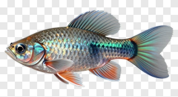 Colorful Fish PNG