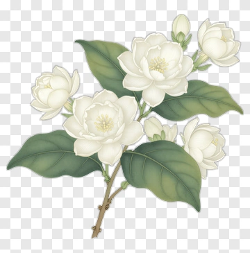 White Flower Bouquet With Leaves PNG
