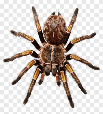 Realistic Tarantula Spider PNG