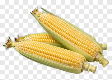 Fresh Corn On The Cob PNG
