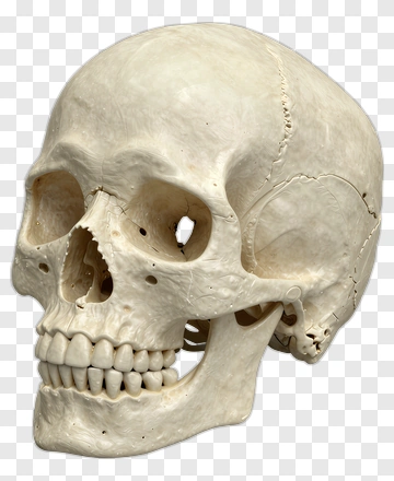 Human Skull PNG