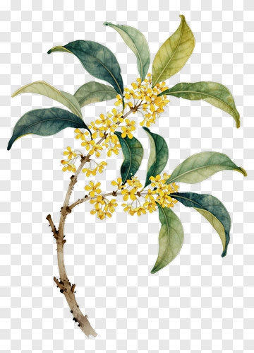 Watercolor Yellow Flowering Branch With Green Leaves PNG