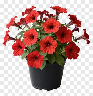 Red Petunia Flower Pot PNG