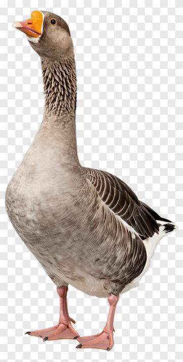 Goose Standing Upright PNG