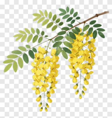 Yellow Flowering Branch PNG