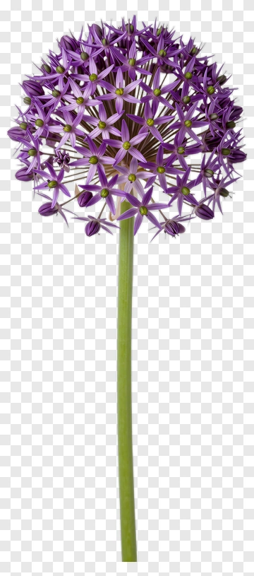 Purple Allium Flower PNG