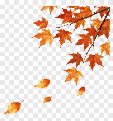 Autumn Maple Leaves Falling PNG
