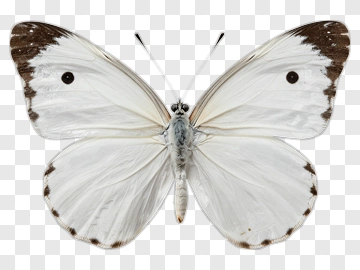 Butterfly With White Wings And Brown Edges PNG