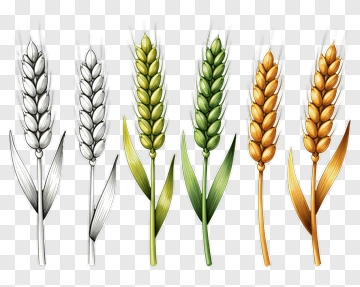 Colorful Wheat Ears In Various Stages Of Ripeness PNG