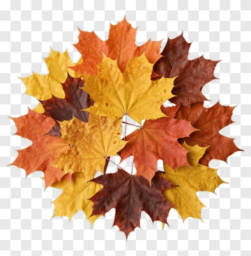 Colorful Autumn Maple Leaves PNG