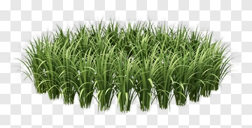 Green Grass Patch PNG