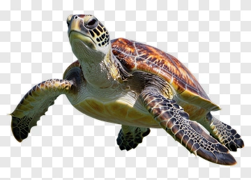 Realistic Sea Turtle Swimming PNG
