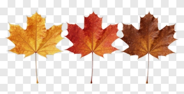 Colorful Maple Leaves PNG