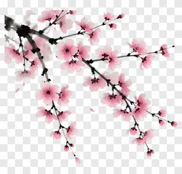 Cherry Blossom Branch PNG