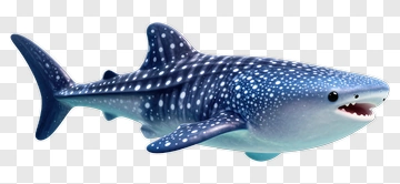 Cartoon Whale Shark PNG