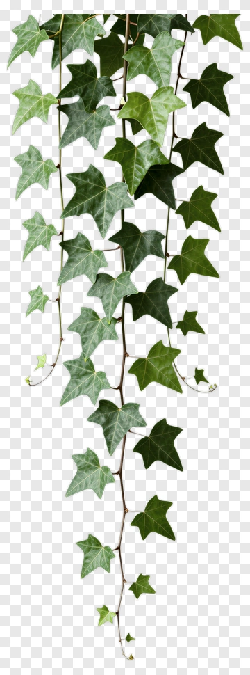 Ivy Plant Vines PNG