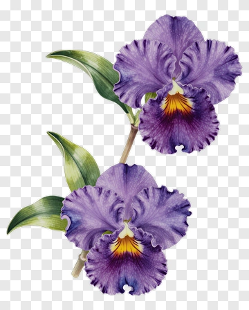 Purple Orchid Flower PNG