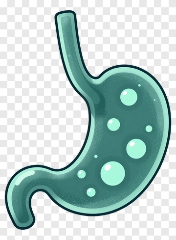 Cartoon Stomach With Bubbles PNG