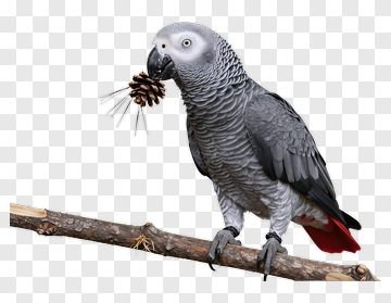 African Grey Parrot Holding A Pine Cone PNG