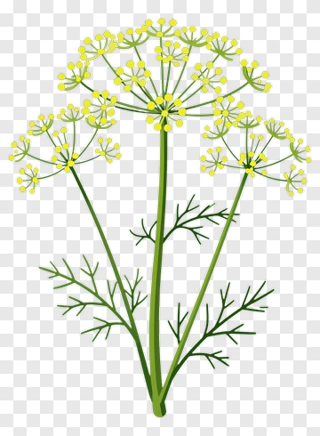 Yellow Flowering Dill Plant PNG
