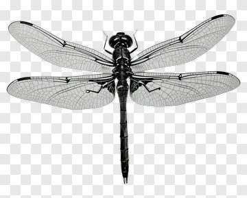 Black Dragonfly With Detailed Wings PNG