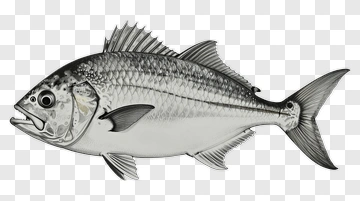 Realistic Fish Illustration PNG