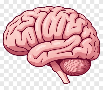 Illustration Of A Human Brain PNG