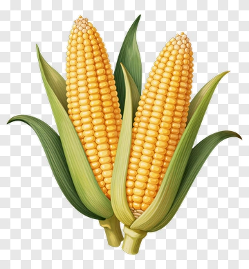 Fresh Corn On The Cob PNG