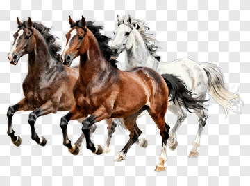 Horses Running Together PNG