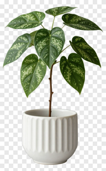 Potted Plant With Green Leaves PNG