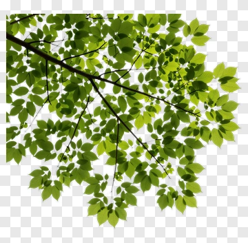 Green Tree Leaves On Branch PNG