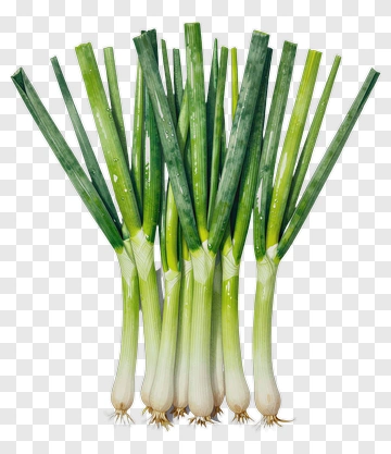 Fresh Green Onions Bunch PNG