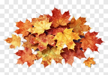 Colorful Autumn Maple Leaves PNG