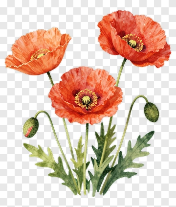 Watercolor Poppy Flowers PNG