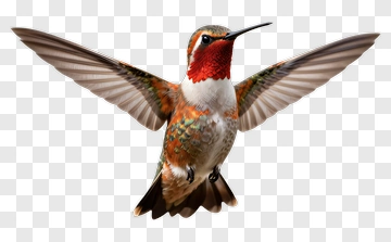 Hummingbird In Flight PNG