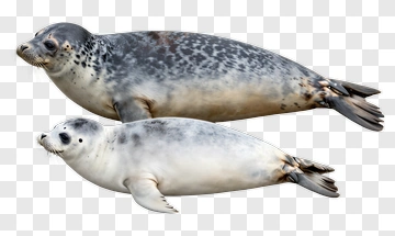Seal Pair Swimming Together PNG