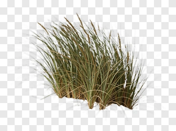 Grass Plant PNG