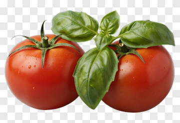 Fresh Tomatoes With Basil PNG