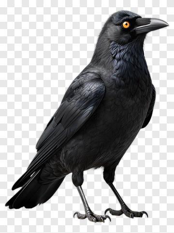 Realistic Black Raven PNG