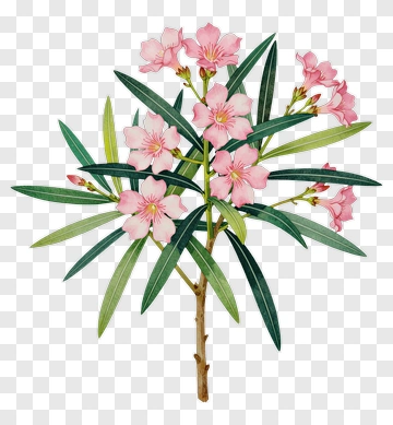 Pink Oleander Flower Branch PNG