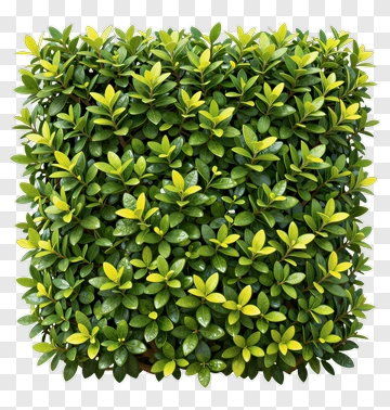 Green Leafy Hedge PNG