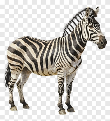 Zebra Standing In Profile PNG