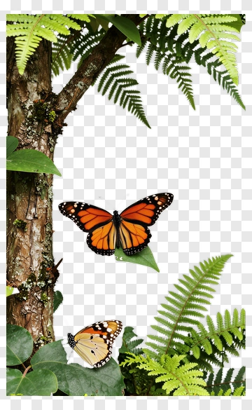 Monarch Butterflies On A Tree PNG