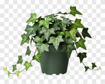 Ivy Plant In A Pot PNG