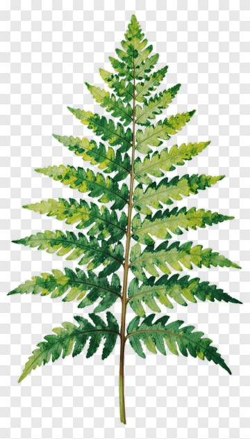Green Fern Leaf PNG