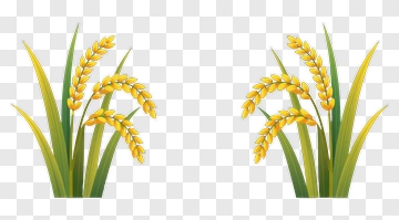Yellow Rice Plants With Green Leaves PNG