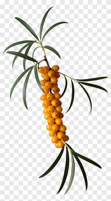 Sea Buckthorn Branch With Berries PNG