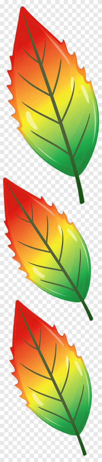 Colorful Leaves In Autumn Shades PNG