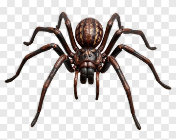 Realistic Spider PNG
