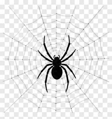 Spider On A Web PNG